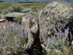 Elkhorn Granite Lichen Boulder